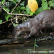 Illustration for article titled Monday Mustelid - Lontra longicaudis Edition